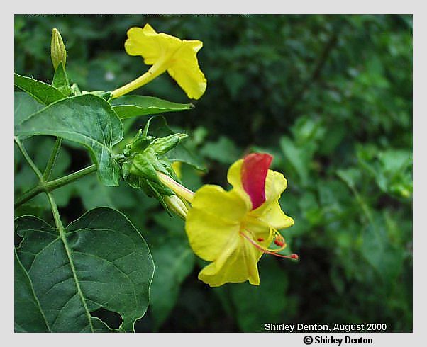 Mirabilis jalapa