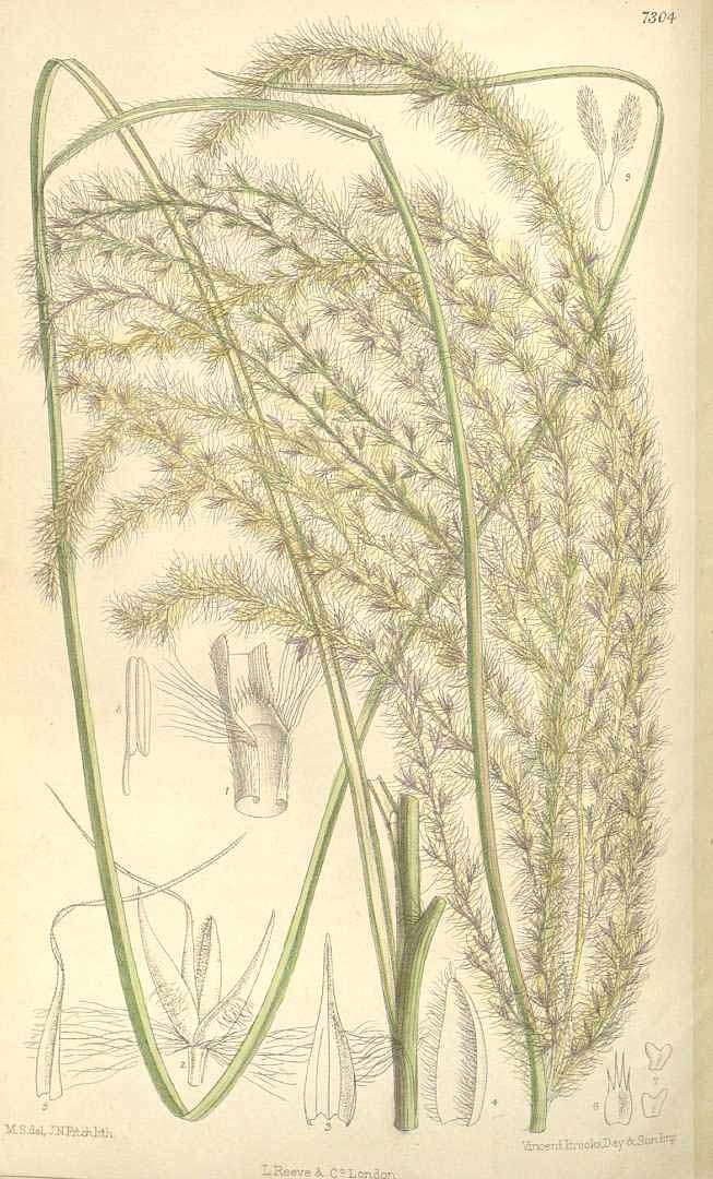 Miscanthus sinensis