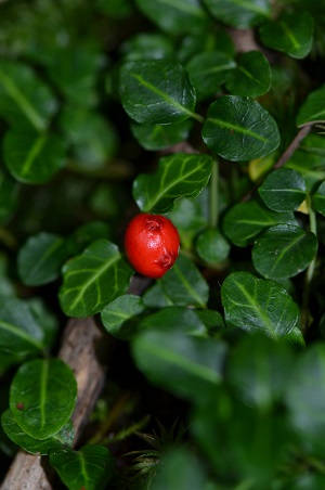 Mitchella repens