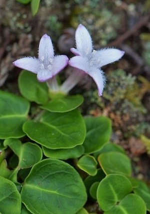 Mitchella repens