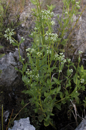 Mitreola petiolata