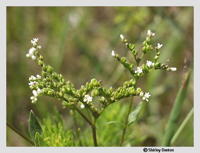 Mitreola sessilifolia