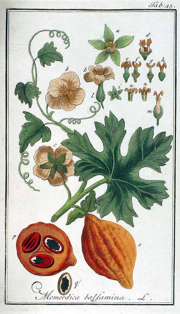 Momordica balsamina