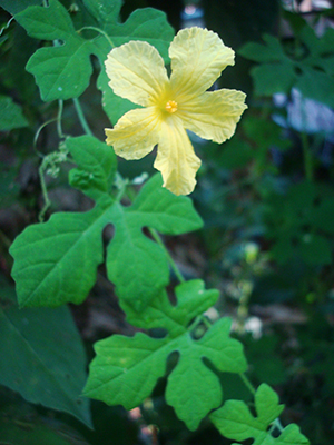 Momordica charantia