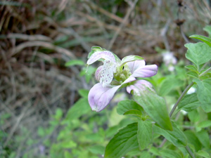 Monarda punctata