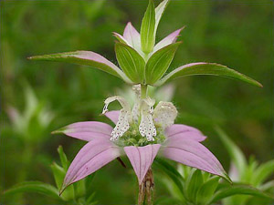 Monarda punctata