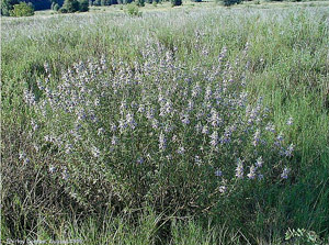 Monarda punctata