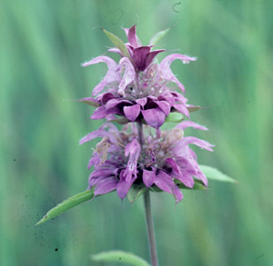 Monarda punctata