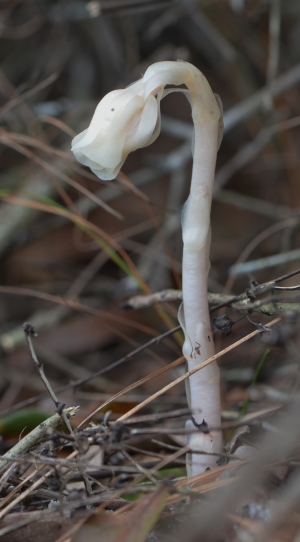 Monotropa uniflora