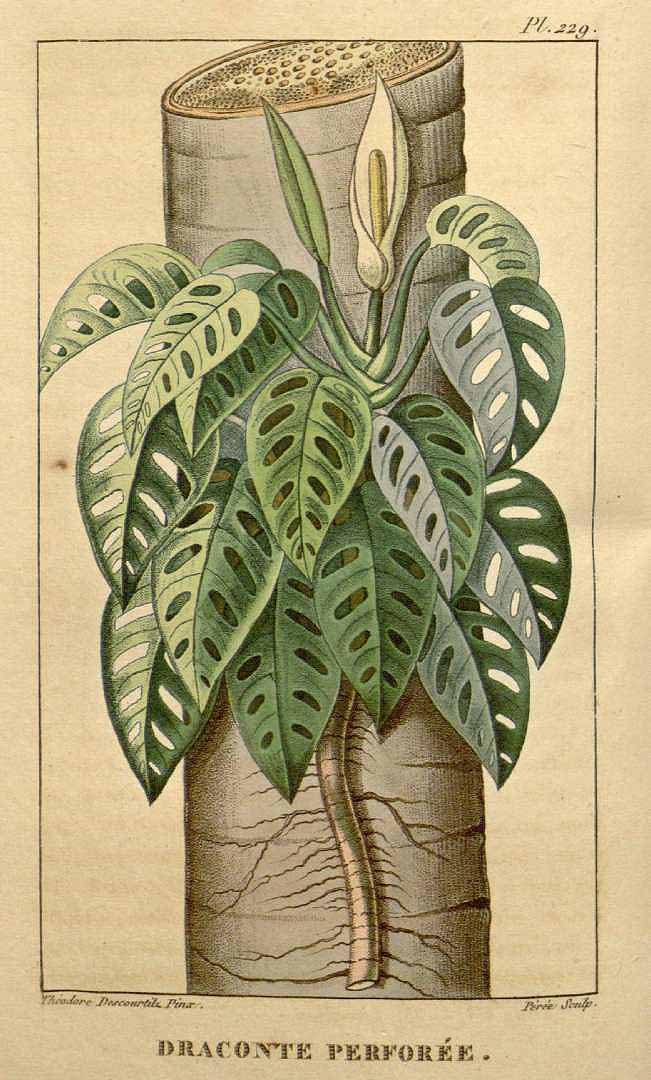 Monstera adansonii