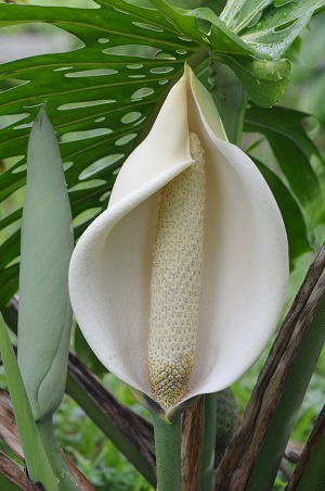 Monstera deliciosa