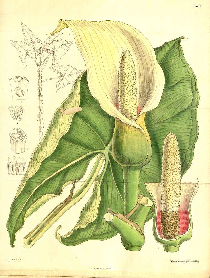 Montrichardia arborescens