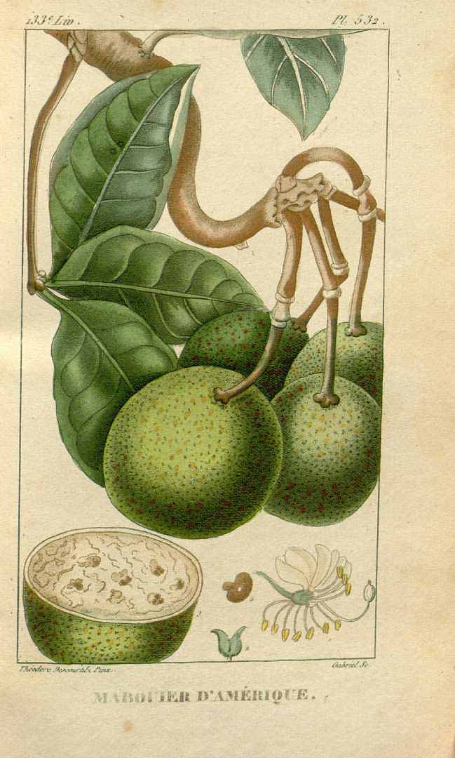 Morisonia americana