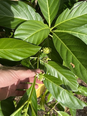 Morinda citrifolia