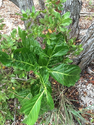 Morinda citrifolia