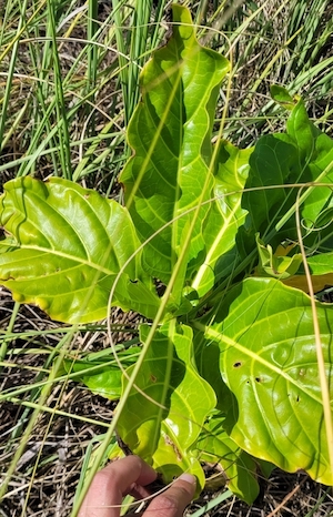 Morinda citrifolia