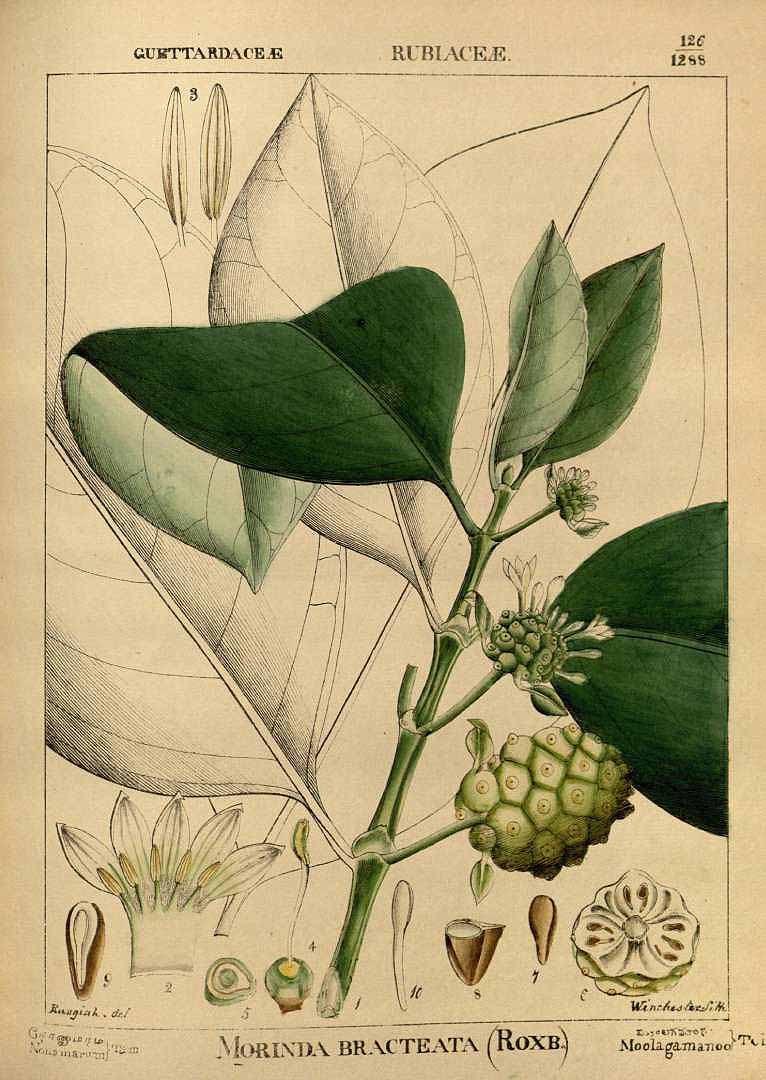 Morinda citrifolia