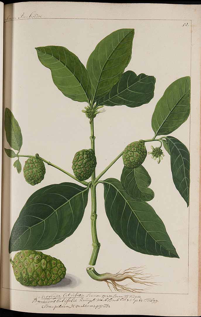 Morinda citrifolia