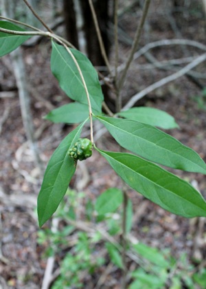 Morinda royoc