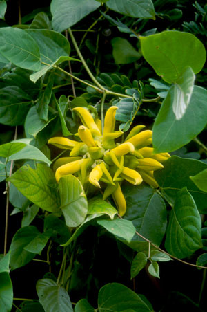 Mucuna sloanei