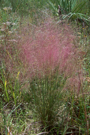 Muhlenbergia capillaris