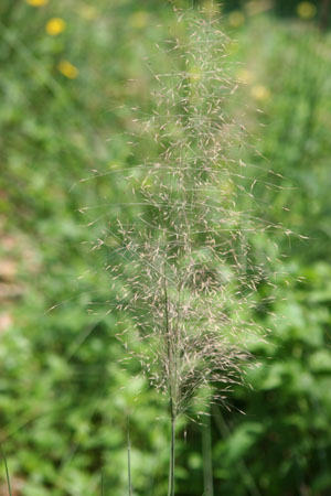 Muhlenbergia capillaris