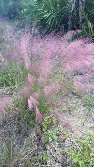 Muhlenbergia capillaris