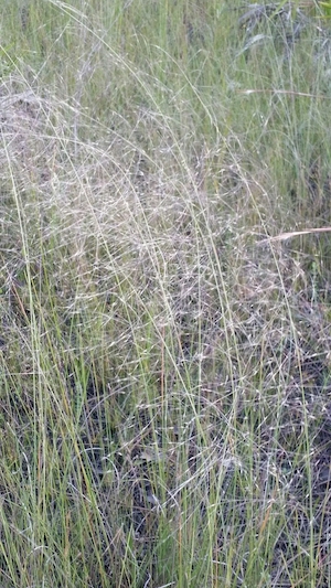 Muhlenbergia capillaris