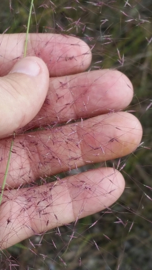 Muhlenbergia capillaris