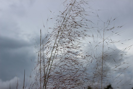 Muhlenbergia capillaris