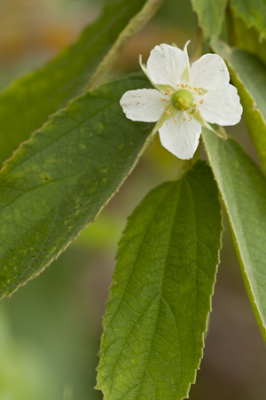 Muntingia calabura