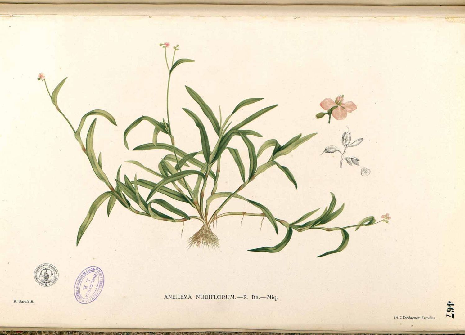 Murdannia nudiflora