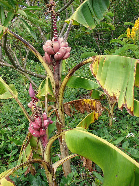 Musa velutina