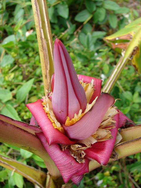 Musa velutina