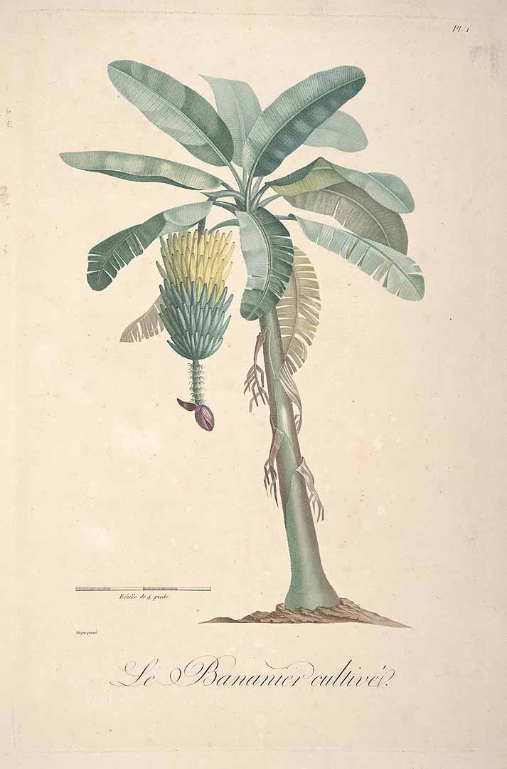 Musa x paradisiaca