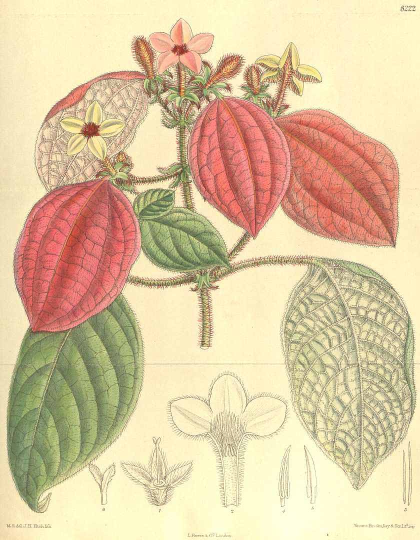 Mussaenda erythrophylla