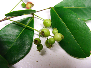 Myrcia citrifolia