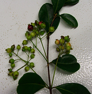 Myrcia citrifolia