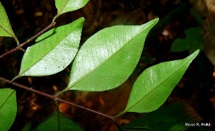 Myrciaria floribunda