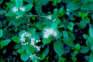 Myrcianthes fragrans