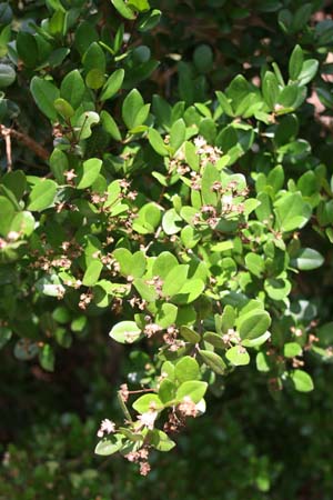 Myrcianthes fragrans