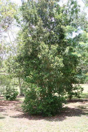 Myrcianthes fragrans