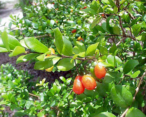 Myrcianthes fragrans