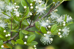 Myrcianthes fragrans