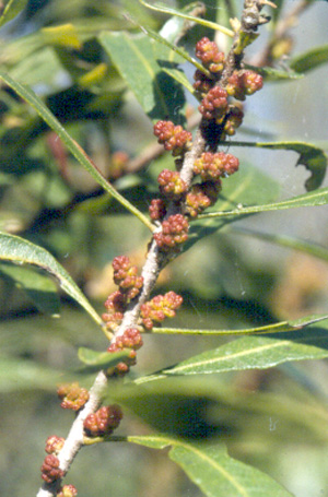 Myrica cerifera