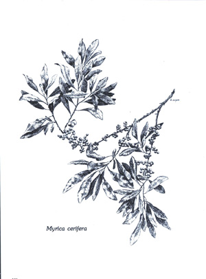 Myrica cerifera