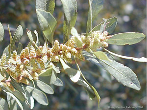 Myrica cerifera