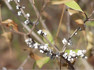 Myrica cerifera