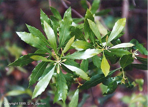 Myrica cerifera