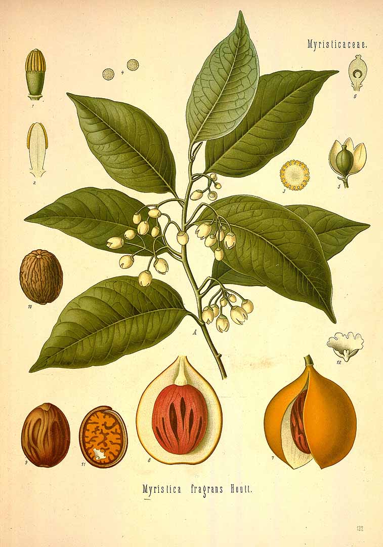 Myristica fragrans